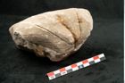 Foto (Seitenansicht) von Credneria denticulata Zenk. (NHMW-GEO-2024-0188-10599)